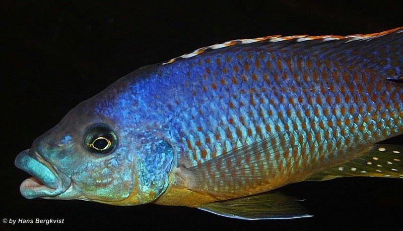 Protomelas sp. 'hertae'